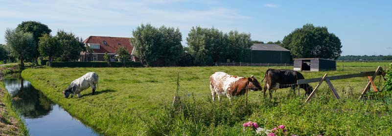 Grazing cows in Aetsveld